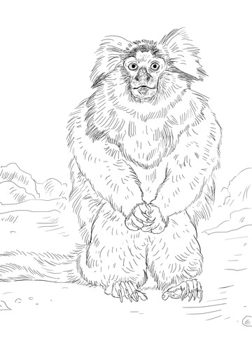 Common Marmoset Coloring Page